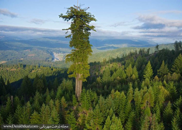 بلندترین درخت دنیا - آمریکا - کالیفرنیا