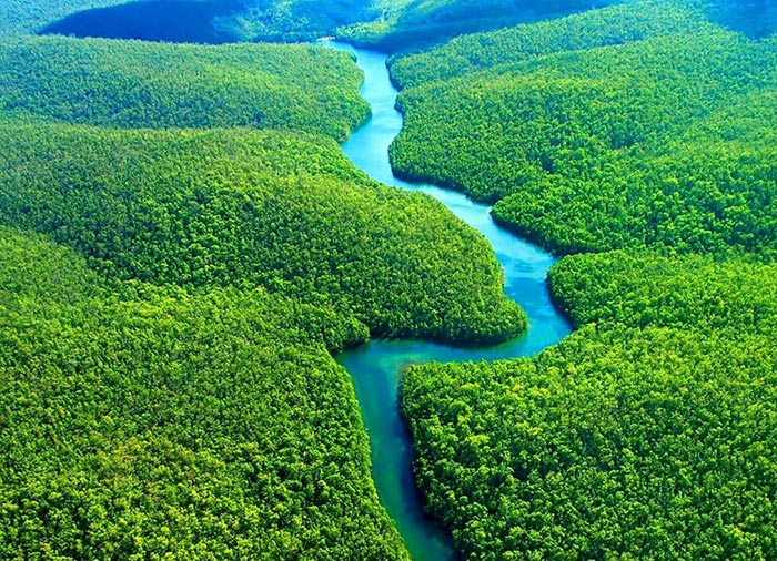 مردی که به تنهایی ۳۰.۰۰۰ درخت در آمازون کاشت