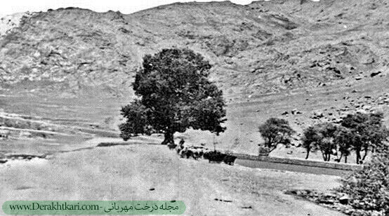 درخت رحمت - کرمانشاه - طاق‌بستان