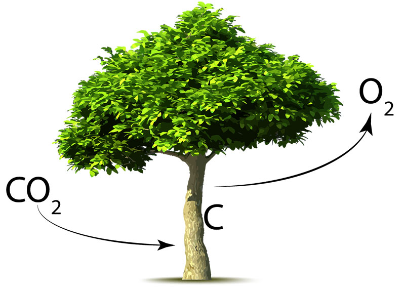 درختان، اکسیژن، دی اکسید کربن
